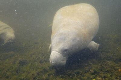 Officials and conservations are taking drastic measures to feed manatees following a record year in deaths. AFP
