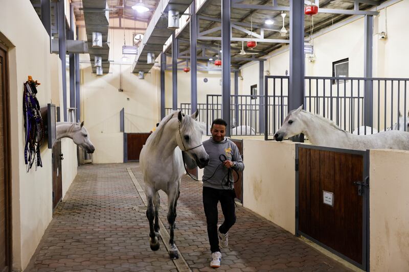 A breeder leads an Arabian horse inside the Al Wakeel Stud in Kerbala, Iraq. All photos: Reuters