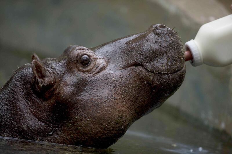 A baby hippopotamus, rescued from a circus, is fed at the National Zoo of Managua, Nicaragua.  EPA