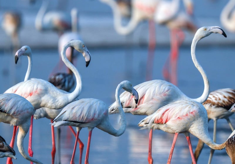 Abu Dhabi, United Arab Emirates, August 6, 2020. 
 Al Wathba Wetland was declared a reserve in 1998 by Sheikh Zayed, the Founding Father.
It was established as a protected area following the first successful breeding of flamingos.
Victor Besa /The National
Section: NA
For:  Standalone/Big Picture