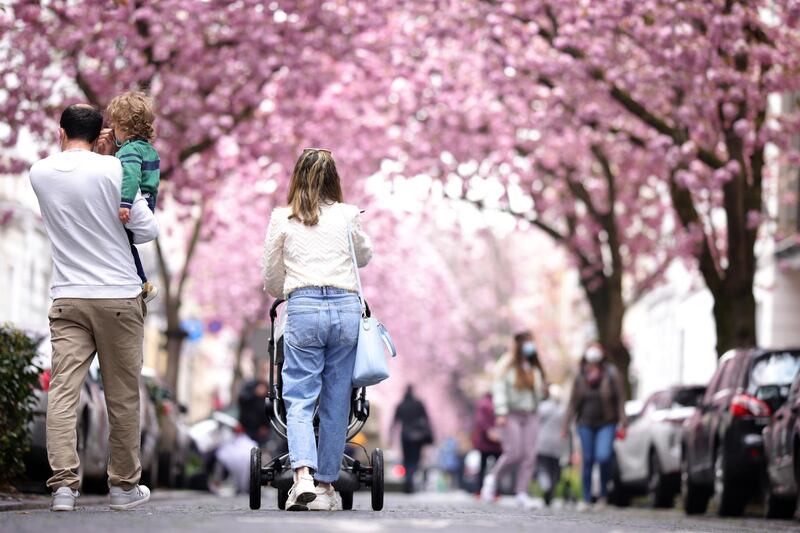 Cherry blossom trees are seen in the Old Town in Bonn, Germany. The city of Bonn have asked visitors not to come for the cherry blossom season to prevent clusters of people forming. Getty Images
