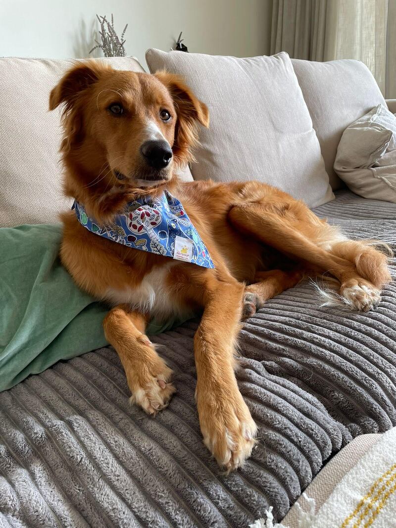 Amy le Roux, a British resident in Dubai Hills, said her dog Paddington is vaccinated, but still contracted the virus. Photo: Amy le Roux