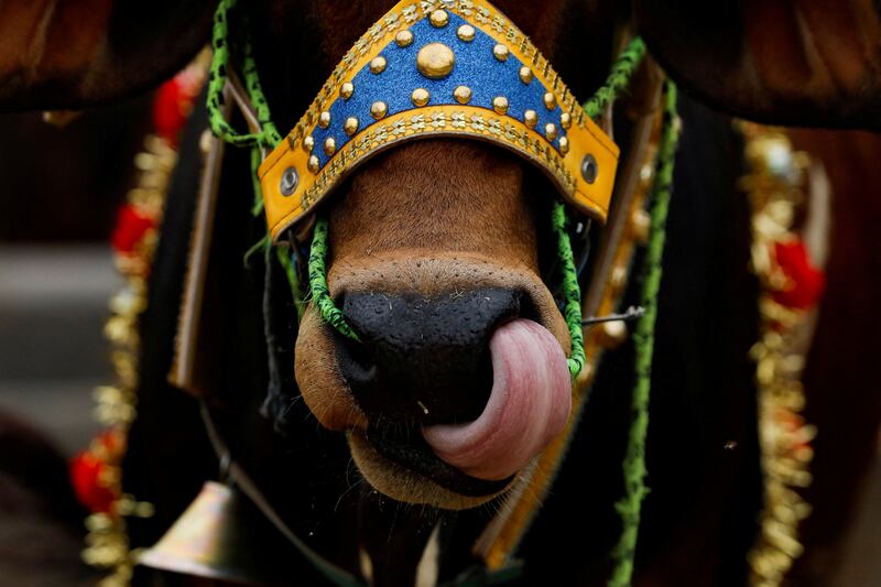 A sacrificial cow at a cattle market  in Peshawar, Pakistan. Reuters