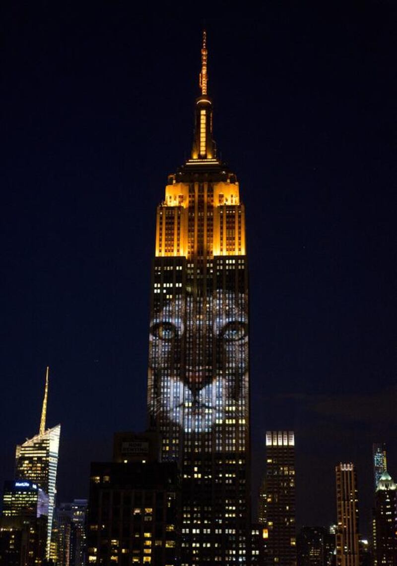 Large images of endangered species are projected on the south facade of The Empire State Building. Craig Ruttle / AP photo