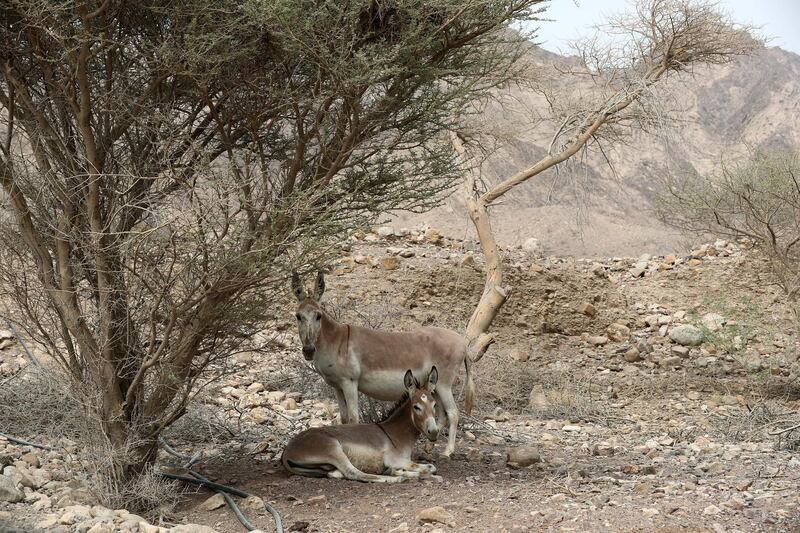 Hatta, United Arab Emirates - July 22, 2018: A neighbourhood story about Hatta. General views of Hatta. Sunday, July 22nd, 2018 in Hatta. Chris Whiteoak / The National