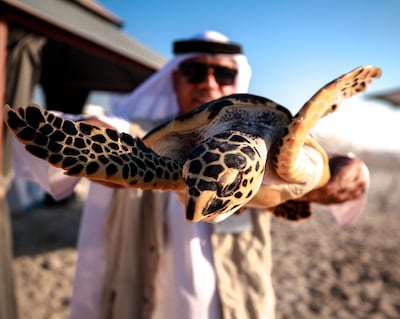 Turtles are released by the Environmental Agency Abu Dhabi, at Saadiyat Island in Abu Dhabi. Victor Besa / The National