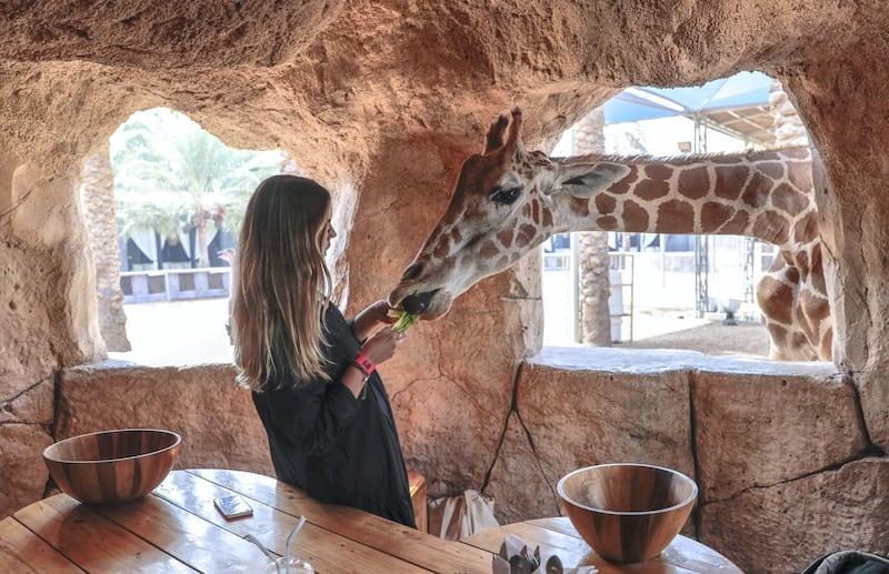 Abu Dhabi, United Arab Emirates, August 4, 2019.  Breakfast with giraffes at the Emirates Park Zoo. —  Sophie Prideaux feeds Amy by hand after gaining her trust during breakfast.
 Victor Besa/The National
Section:  NA
Reporter:  Sophie Prideaux