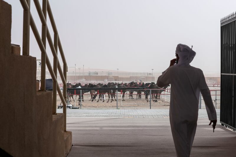 Spectators and breeders arrive at the competition, held at Madinat Zayed in Al Dhafra, Abu Dhabi.