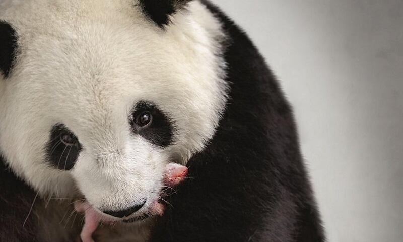An undated handout picture  made available by Zoo Berlin on 06 September 2019 shows female giant panda Meng Meng taking care of one of her two newborn panda twins at the zoo in Berlin, Germany.  EPA