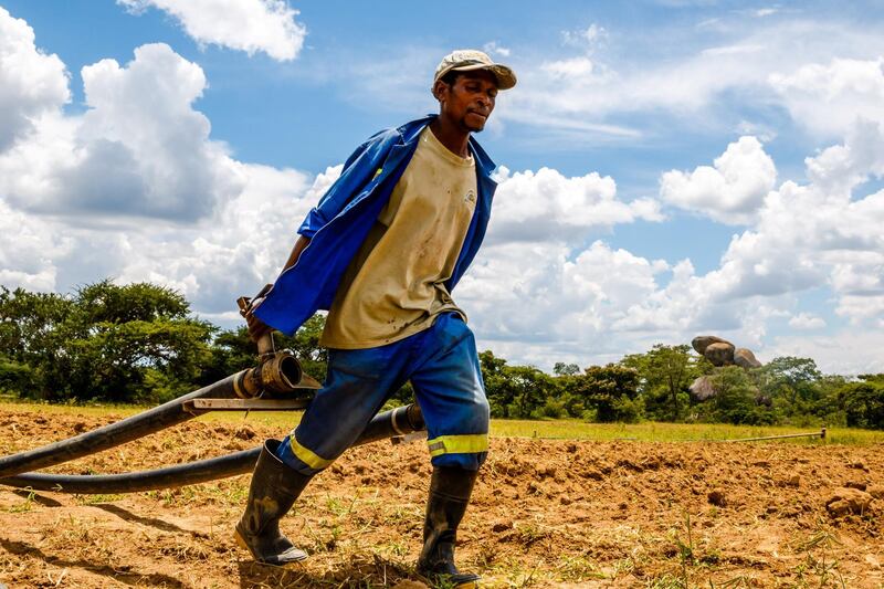 A worker at a farm owned by Zimbabwean commercial farmer Rob Smart pulls irrigation pipes for a potato crop at Lesbury Estates in Headlands east of the capital Harare on February 1, 2018 days after Smart was allowed to return to his land.
When the riot police arrived, Zimbabwean farmworker Mary Mhuriyengwe saw her life fall apart as her job and home disappeared in the ruthless land seizures that defined Robert Mugabe's rule. Mhuriyengwe, 35, watched as police carrying AK47 rifles released teargas to force white farmer Robert Smart off his land in June 2017 -- perhaps the last of 18 years of evictions that helped to trigger the country's economic collapse.
 / AFP PHOTO / Jekesai NJIKIZANA
