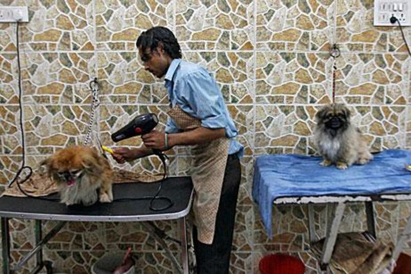 A groomer dries a dog with a blow dryer after its bath at a pet salon in New Delhi. Dogs account for 80 per cent of pets in India and the urban middle-class is expected to spend more and more on their four-legged friends.