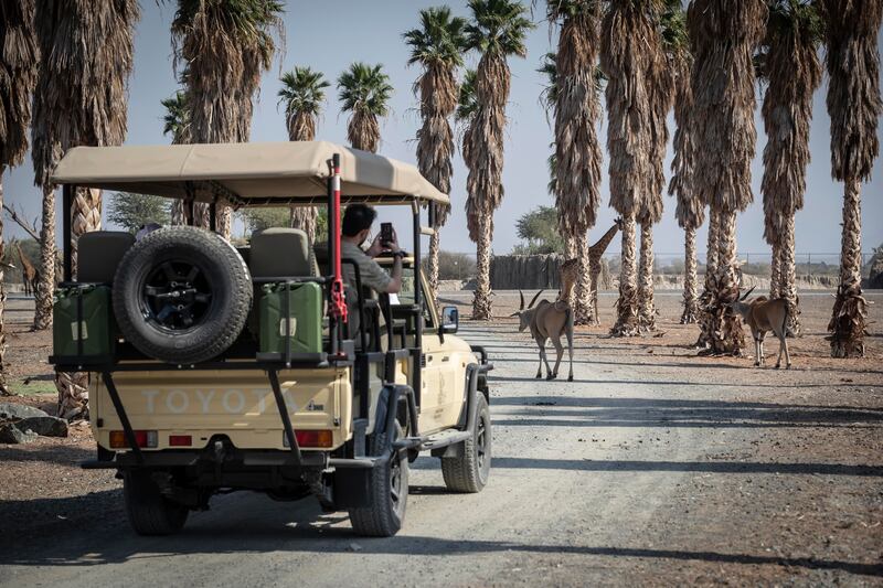 Sharjah Safari covers an area of eight square kilometres. All photos: Antonie Robertson / The National