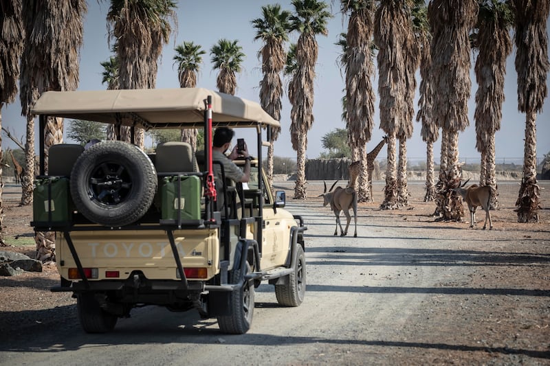 Sharjah Safari covers an area of eight square kilometres. All photos: Antonie Robertson / The National