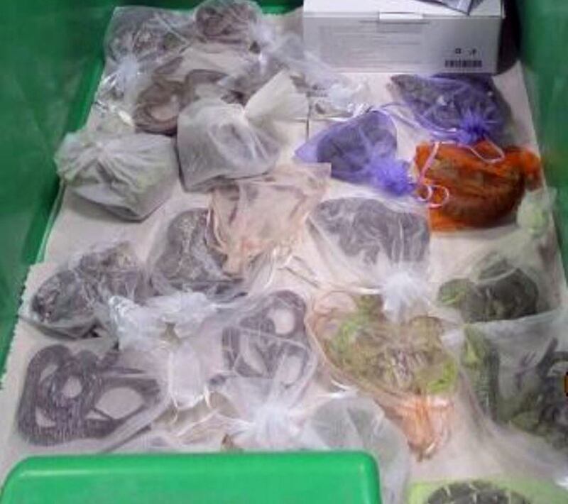 The snakes and lizards in bags confiscated at the San Ysidro border crossing in California in February. AFP / US Customs and Border Protection