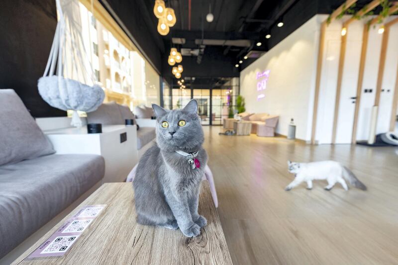 Dubai, United Arab Emirates - Reporter: Janice Rodrigues. Features. Vibrissae Cat Cafe has just opened in Al Safa, Dubai. Monday, March 8th, 2021. Dubai. Chris Whiteoak / The National