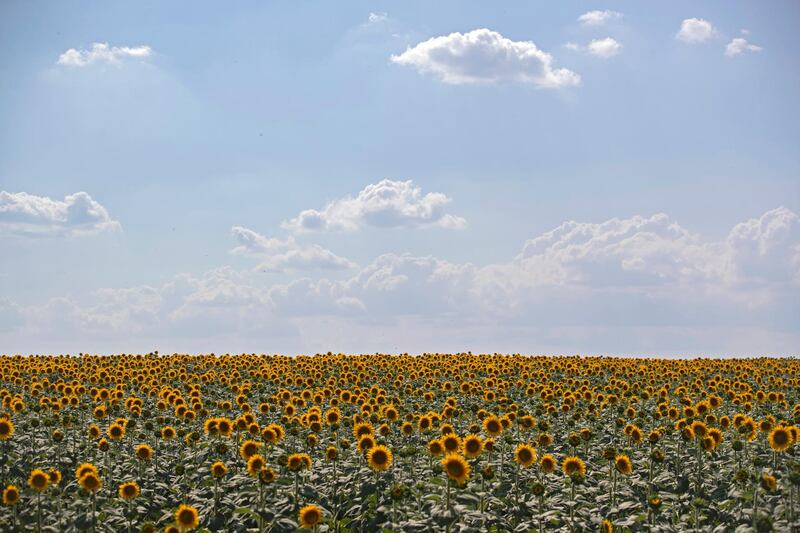 A sunflower field in Edirne, Turkey.  EPA