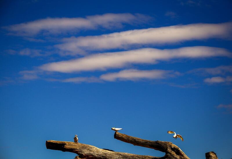 Australian Cockatoos sit and fly atop a dead tree in a drought-effected paddock on the outskirts of Dubbo. Getty Images