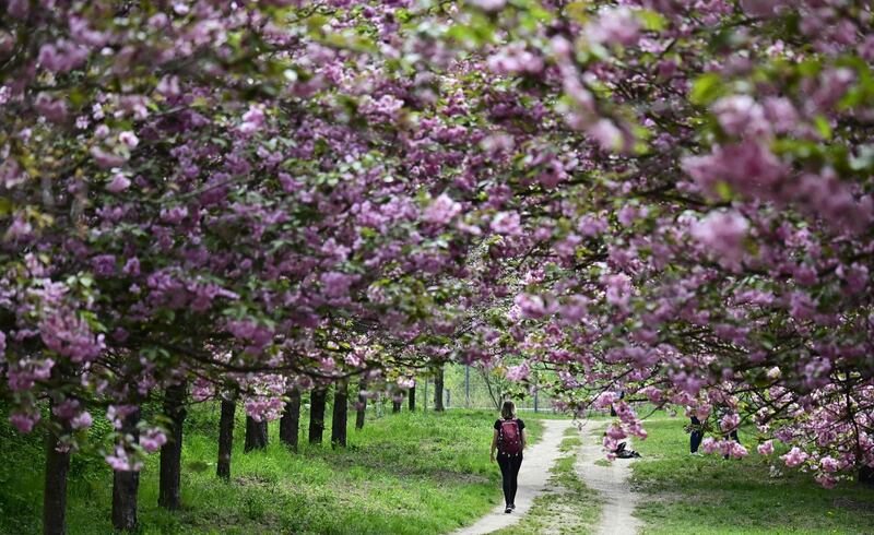 A woman walks past blooming cherry trees at a park near Berlin in Germany. AFP