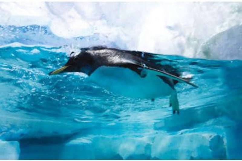 Oblivious to the desert heat outside, one of the penguins takes a dip in the tank in Dubai Mall.