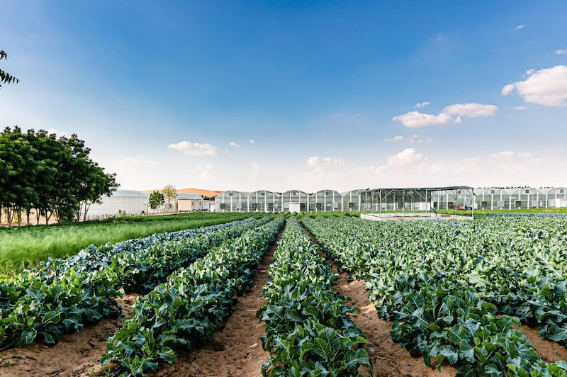 Emirates Biofarm is located in the Al Ain desert, an hour from Dubai and less than two hours from Abu Dhabi. 