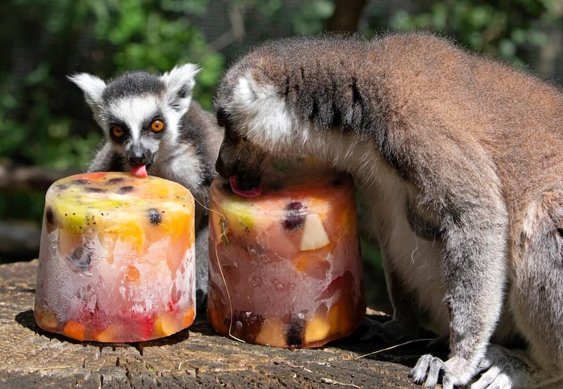 Ring-tailed lemur (Lemur catta) lick big blocks of ice candy, composed of a mix of vegetables frozen in ice, during warm temperatures at the Zoo in Erfurt, Germany.  AP