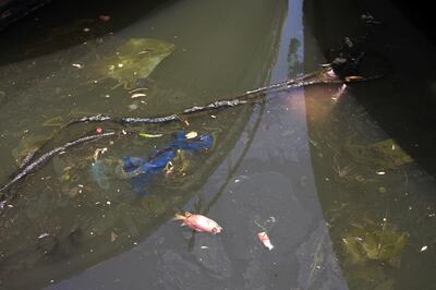 A dead fish floats in opaque, sheeny water at the Bourj Hammoud fishing port, just outside Beirut. Located next to a disused, decades-old garbage dump and now a new landfill, fishermen are complaining that pollution caused by waste is killing off fish and impacting their profits. Josh Wood for The National