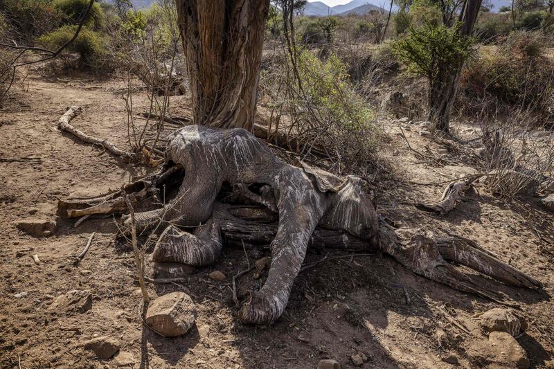 The carcass of an adult elephant that died during the drought in Namunyak Wildlife Conservancy. AFP