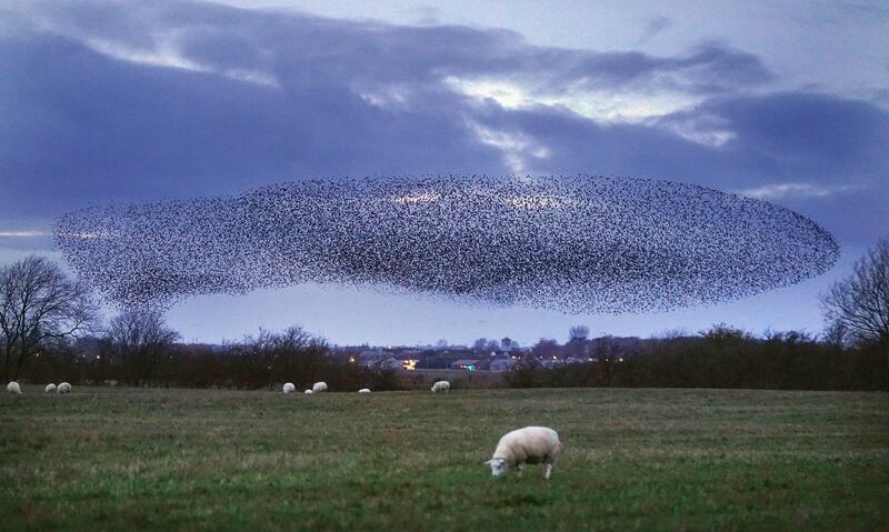 A murmuration of hundreds of thousands of starlings were pictured flying over a field at dusk on Thursday in Cumbria, close to the Scottish border. PA