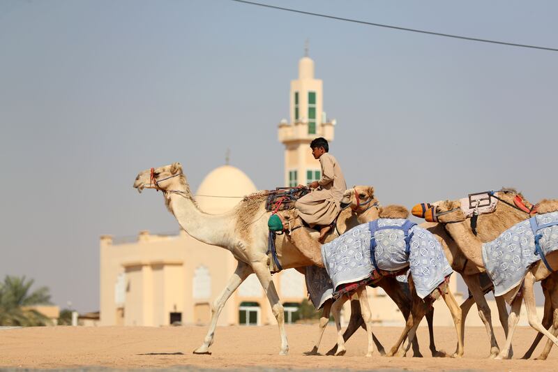 Camels walk past a mosque on their morning exercise circuit.