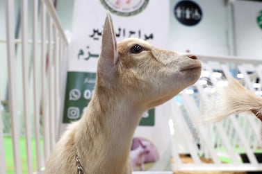 A Saudi pygmy goat on display at the EuroTier Middle East animal farming exhibition in Abu Dhabi. Prize breeds are brought hundreds or even thousands of miles for the show. Pawan Singh / The National