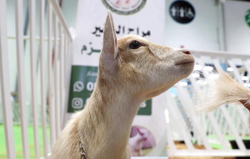 ABU DHABI ,  UNITED ARAB EMIRATES , SEPTEMBER 2 – 2019 :- Saudi Pygmy Goat during the EuroTier Middle East animal farming exhibition held at ADNEC in Abu Dhabi. ( Pawan Singh / The National ) For News. Story by Daniel