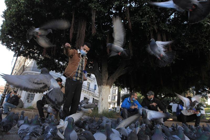 A man wearing a face mask feeds pigeons in Algiers. The Algerian government has decided on Monday to extend for an additional period of 15 days the partial lockdown measure in 34 provinces as from Dec. 2, said a statement from the Prime Minister's services. The extension is part of measures to manage and curb the health crisis caused by the COVID-19. AP