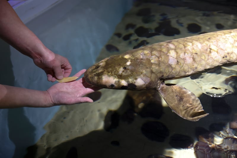 Methuselah is the oldest living fish in captivity in the US. AP