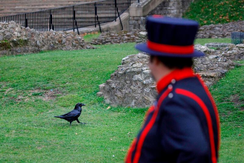 Skaife has looked after the ravens for the last 14 years, tending to their needs out of clear affection but also out of a sense of historic and patriotic duty. "Of course, we don't want the legend to come true," he said. AFP