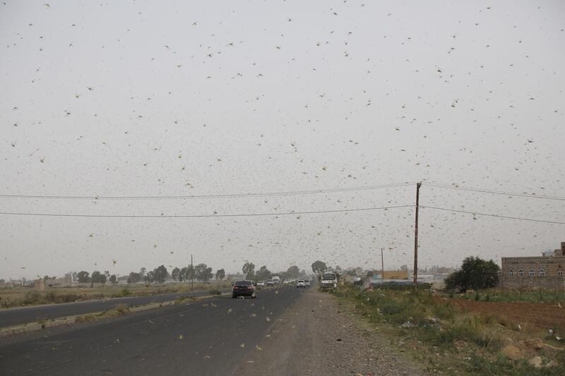 Swarms of desert locusts fly around a farm.