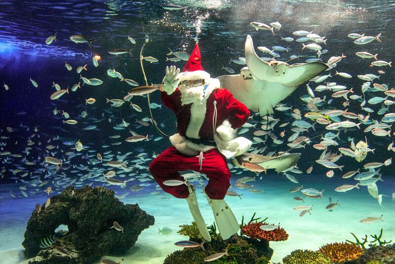 Haruka Inoue, a diver in Santa Claus costume, practises her performance in preparation for the special Christmas feeding at Sunshine Aquarium in Tokyo, Japan. EPA