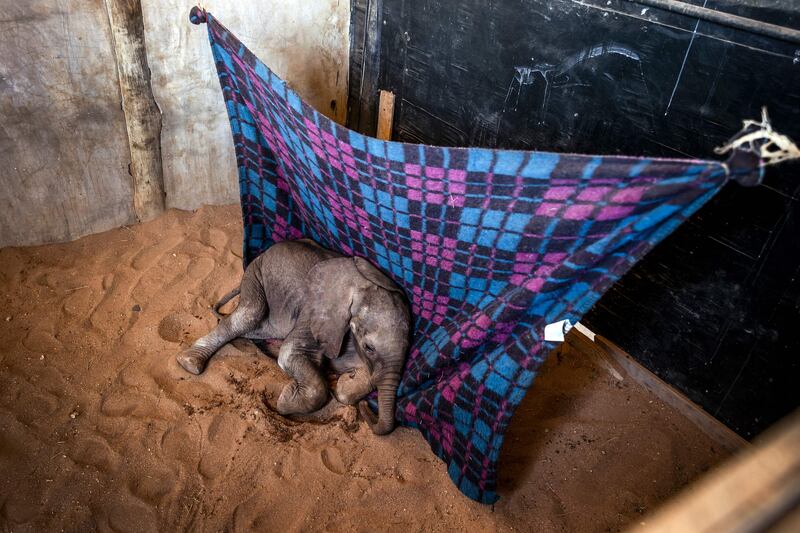 Naesemare, who is a month old, was recently rescued after her herd abandoned her when she became stuck in a dry well. AFP