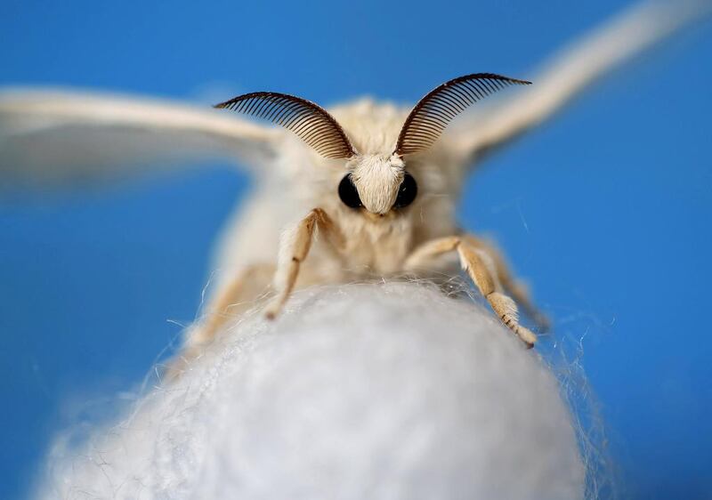 A silkmoth that has hatched out of its cocoon at the Campoverde cooperative, Castelfranco Veneto in Italy. Alessandro Bianchi / Reuters