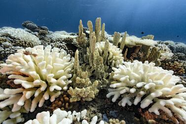 A view of major bleaching on coral reefs in Moorea, French Polynesia. Alexis Rosenfeld / Getty Images