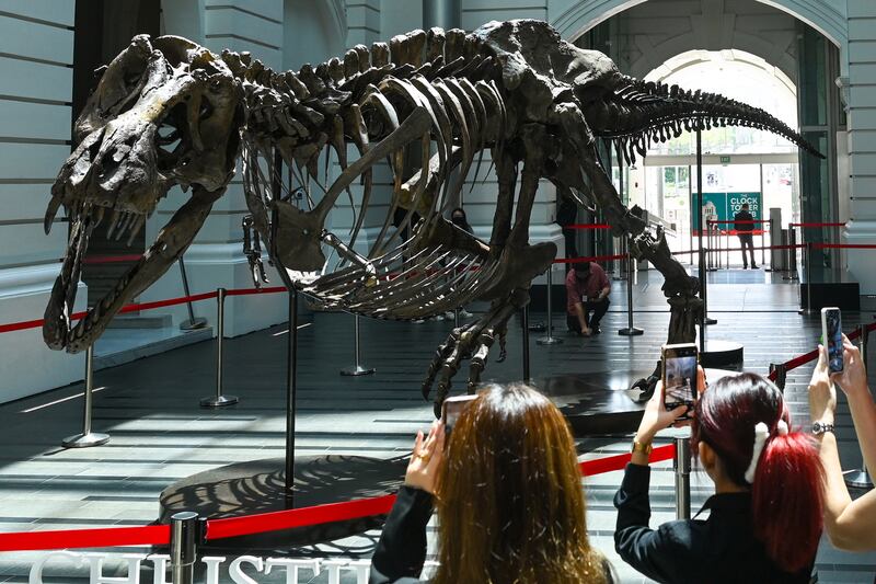 The T-rex skeleton Shen, pictured on display in Singapore, was due to hit the auction block in Hong Kong. AFP