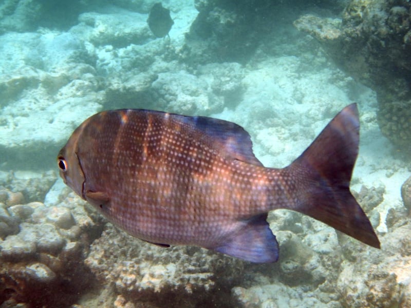 Emperor Fish (Lethrinus nebulosus) on the house reef of Thulhagiri Island, situated in the North Male Atoll, Republic of the Maldives, in the Indian Ocean. Since 2014 most of the Maldivian coral reef has been struck by severe coral bleaching due to climate change.