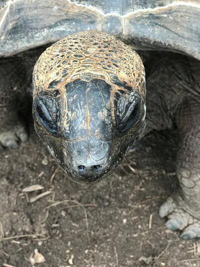 This is Leonard, the oldest Giant Tortoise on Praslin Island. Hayley Skirka / The National