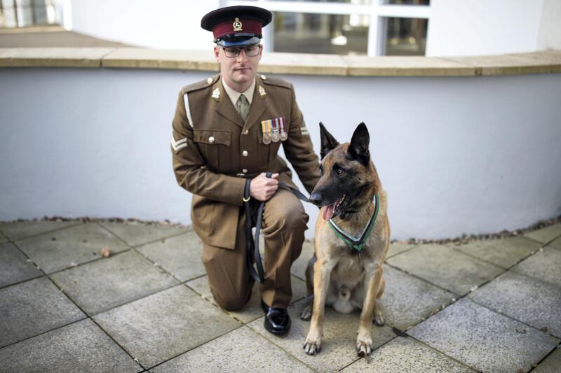 LONDON, ENGLAND - NOVEMBER 17: Mali, a Belgian Malinois British Military Working Dog wearing the PDSA Dickin Medal and his handler Corporal Daniel Hatley pose for a photograph at Queen Mary's University on November 17, 2017 in London, England. Mali received the prestigious Dickin Medal, the animal equivalent of the Victoria Cross, after his role in military operations in Afghanistan in 2012. (Photo by Jack Taylor/Getty Images)