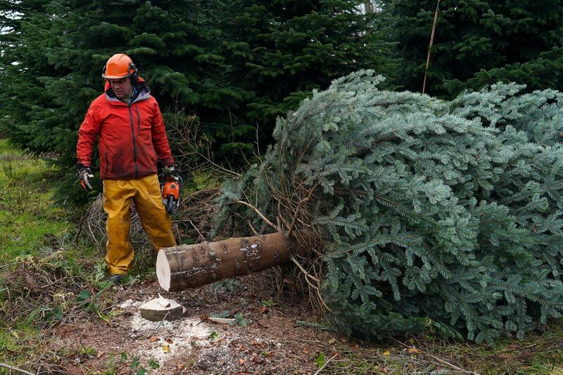 Olly Combe, owner of York Christmas Trees fells a 20 foot Nordmann Fir tree to be sent to stand outside 10 Downing Street during the festive period in York, England. Getty Images