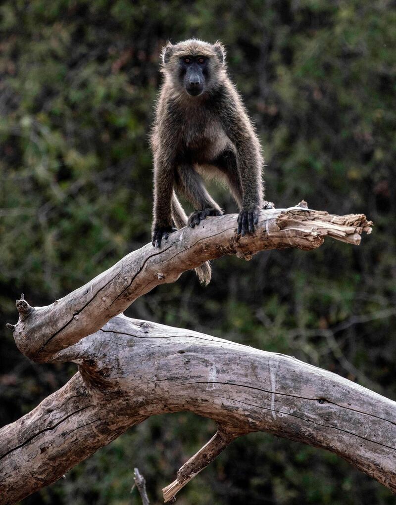 A baboon climbing on a branch at Dinder National Park. It contains three distinct ecosystems: a river zone, woodland and an oxbow lake. AFP