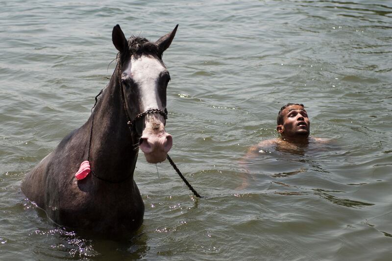 An Egyptian cools off with his horse to beat the scorching heat during the heat wave in Al Fostat lack, Cairo, Egypt.   EPA