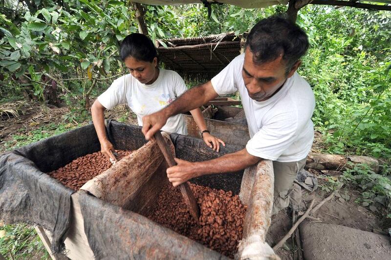 Peruvian farmers process cocoa seeds to sell as pure chocolate at a local market. Cris Bouroncle / AFP