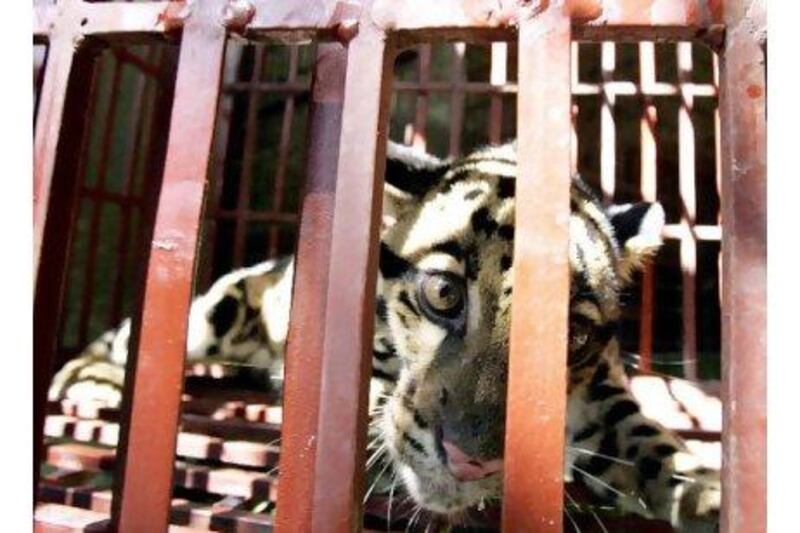 A leopard looks out of a cage in Hanoi, Vietnam. Readers blame pet owners for supplying the demand to smugglers for exotic wild animals. Hoang Dinh Nam / AFP