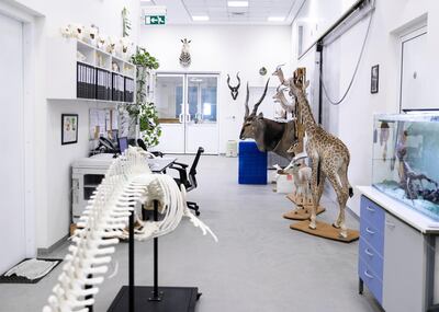 DUBAI, UNITED ARAB EMIRATES. 15 DECEMBER 2020. 

Taxidermy demartment in the Central Veterinary Research Laboratory in Nad Al Sheba.
(Photo: Reem Mohammed/The National)

Reporter:
Section: