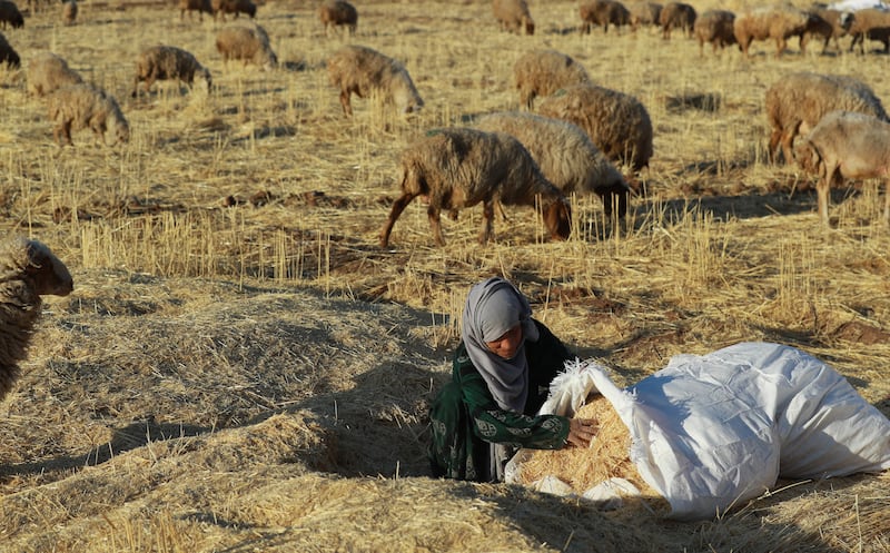 A Syrian shepherdess empties wheat straw waste for her flock to graze in a harvested field in the countryside of the northeastern city of Qamishli, Syria. AFP
